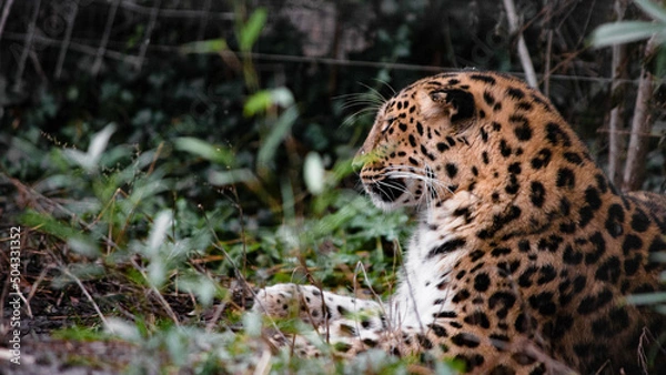 Obraz jaguar in the zoo