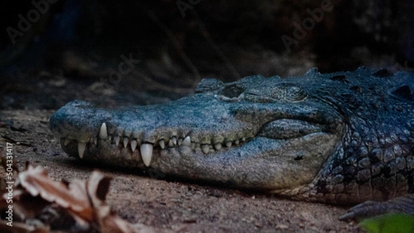 Obraz close up of a crocodile