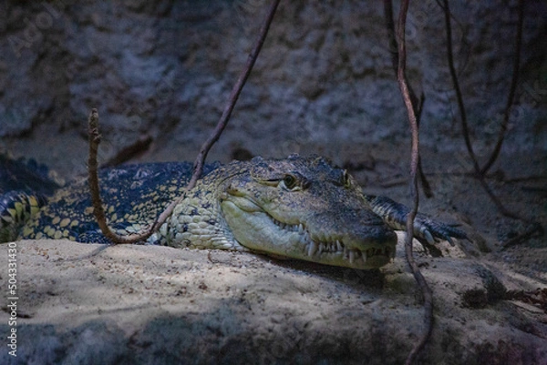 Obraz crocodile in the water