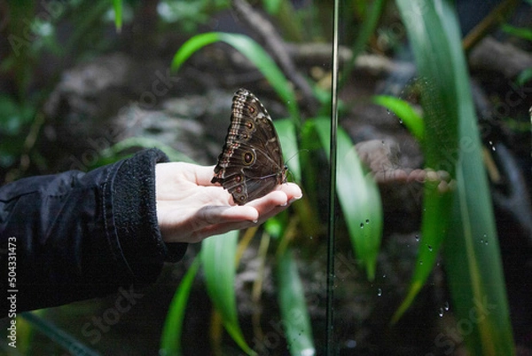 Obraz butterfly on hand