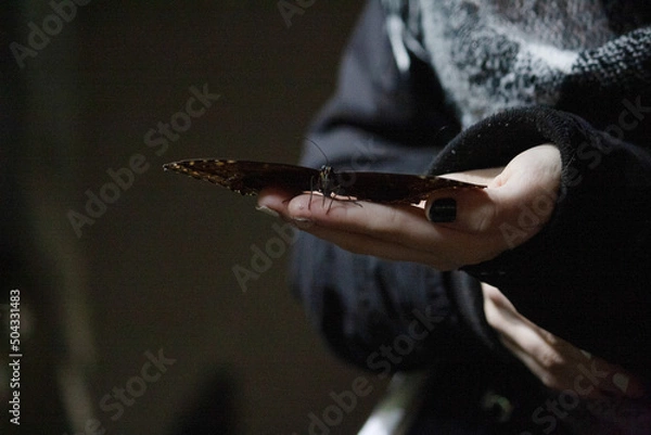 Obraz butterfly on hand