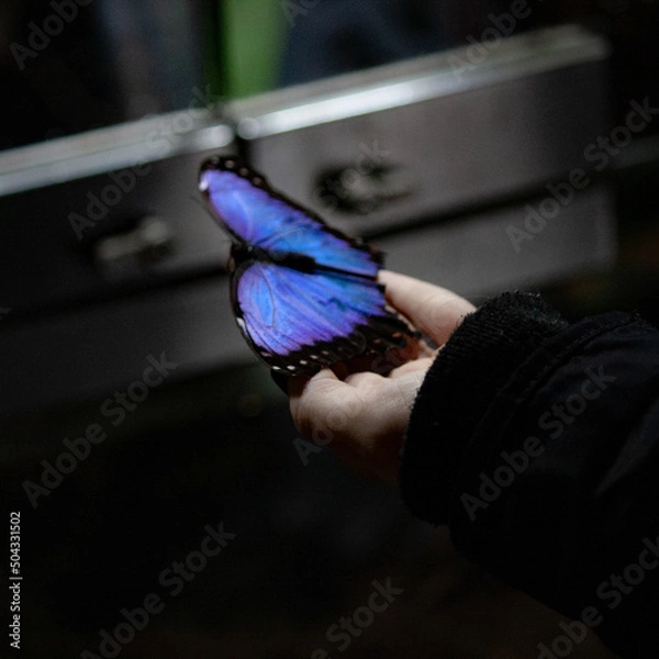 Obraz butterfly on hand
