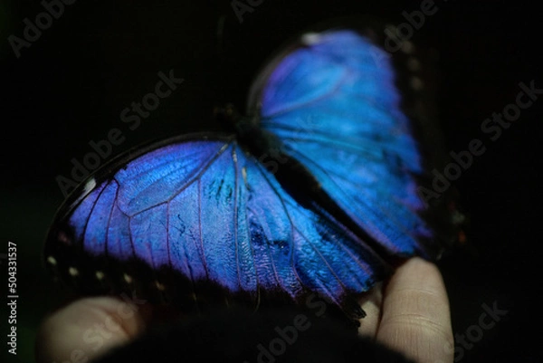 Obraz butterfly on black background