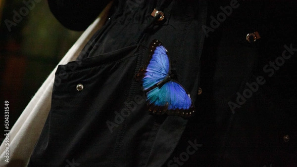 Obraz butterfly