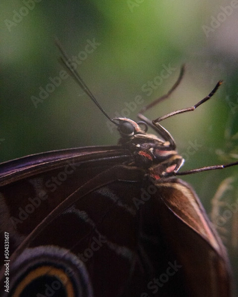 Obraz butterfly on glass