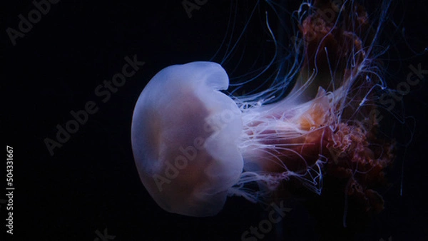 Obraz jellyfish in the water