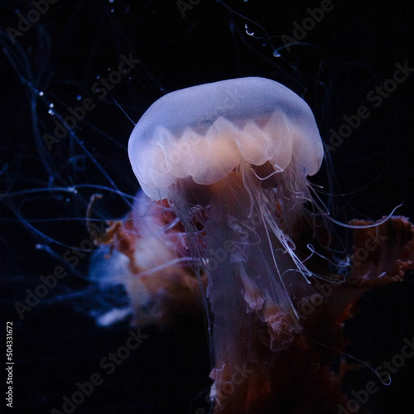 Obraz jelly fish in the water