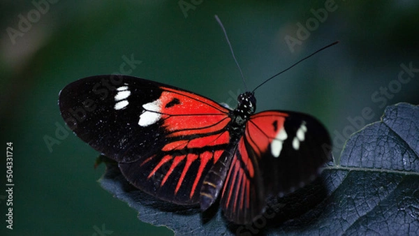 Obraz admiral butterfly