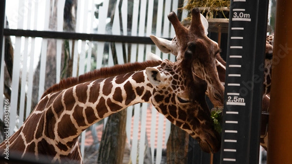 Obraz giraffe in zoo