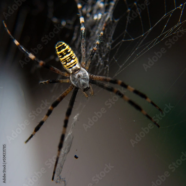 Obraz waspspider
