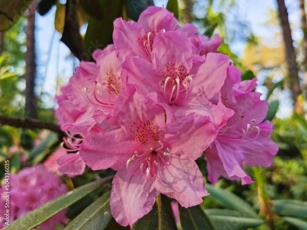 Obraz pink rhododendron bush