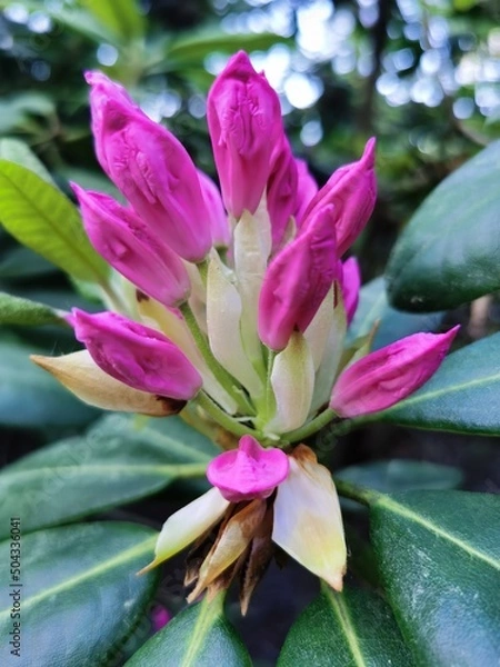 Fototapeta pink rhododendron 