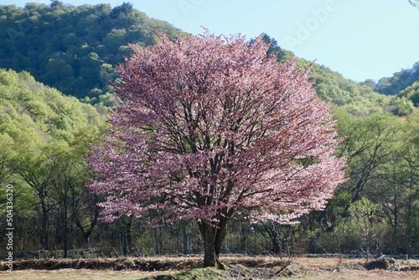 Fototapeta 桧原の一本桜・裏磐梯（福島県・北塩原村）