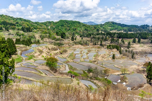Obraz Hoshitoge Terraced Rice Fields
