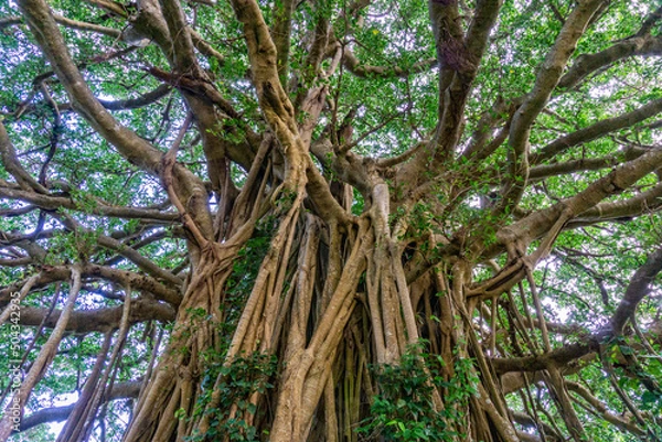 Obraz banyan tree