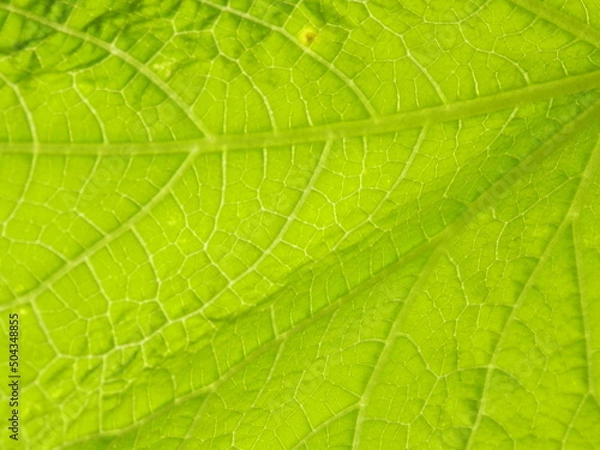 Obraz 葉脈がクッキリ見られる葉