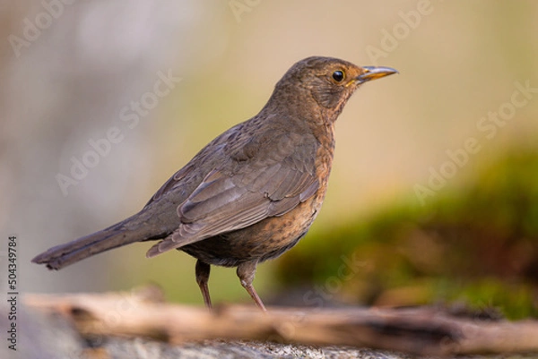 Fototapeta Blackbird portrait