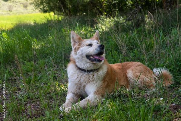 Fototapeta portrait of a young female dog, akita inu, resting in the shade at a foot of a tree in the forest in a sunny day