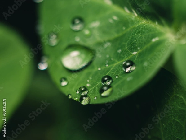 Obraz Water droplets on a leaf