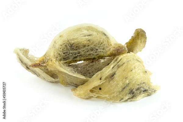 Obraz Swiftlet nest on white background