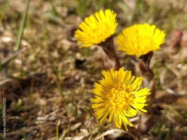 Obraz yellow dandelion flower