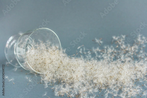 Obraz White dandelion dust and a glass on blue background