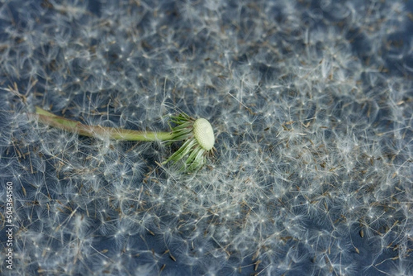 Obraz Dandelion seeds background