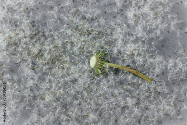 Obraz Dandelion seeds background