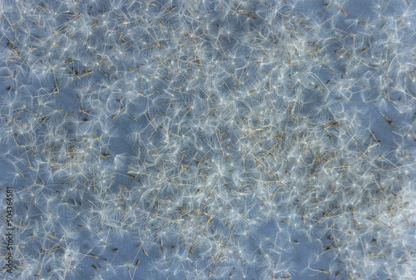 Obraz Dandelion seeds background