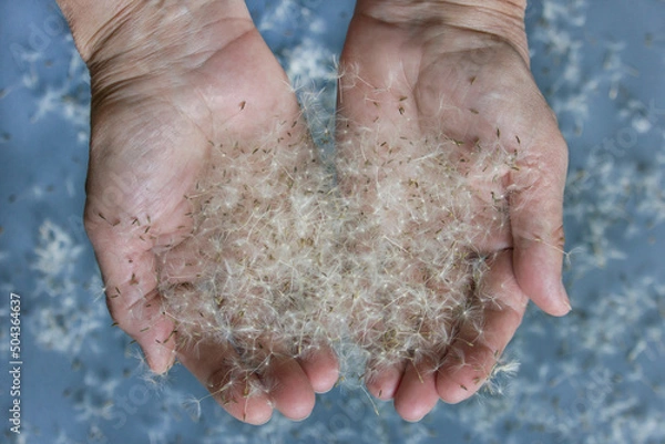 Fototapeta Hands holds dandelion seeds