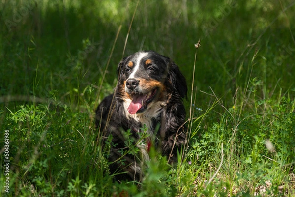 Fototapeta portrait of a young female dog, bernese mountain dog, resting in the shade at a foot of a tree in the forest in a sunny day. Front view