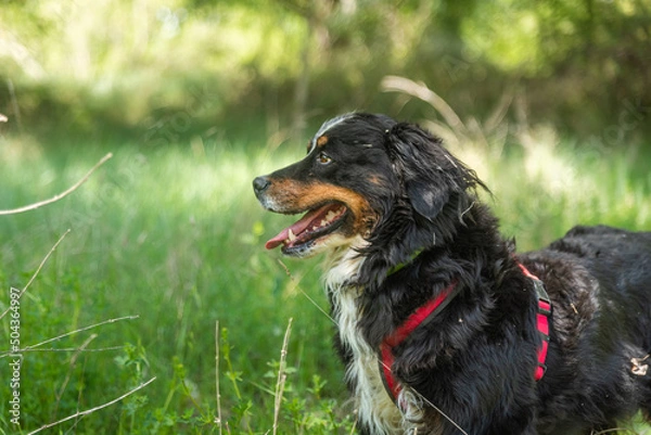 Fototapeta portrait of a young female dog, bernese mountain dog, resting in the shade at a foot of a tree in the forest in a sunny day. Lateral view