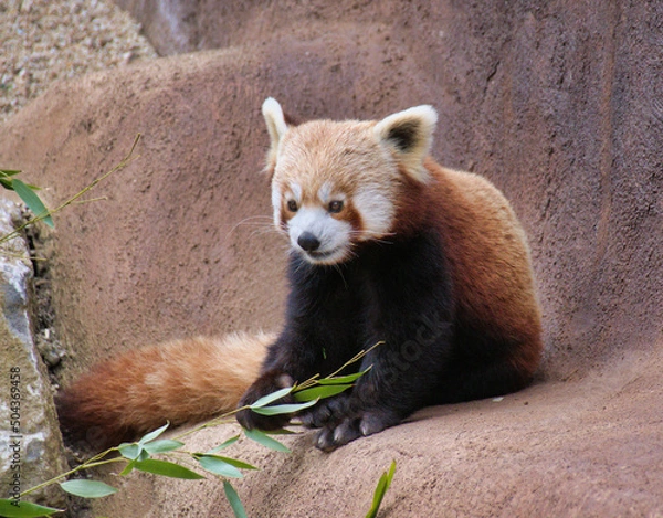 Obraz Red Panda