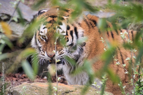 Obraz Tiger in the grass