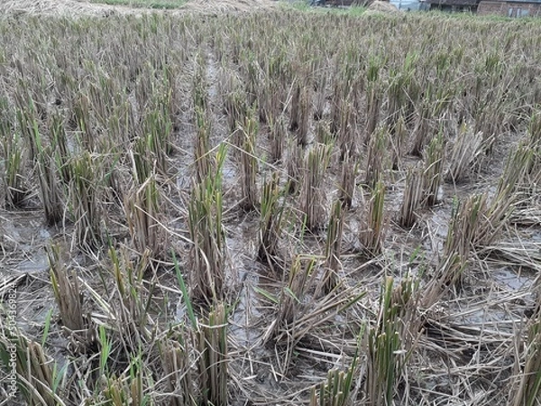 Obraz harvested rice field