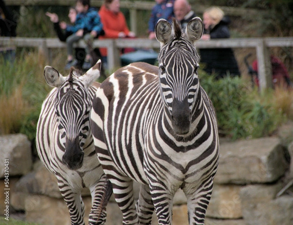 Obraz Zebra