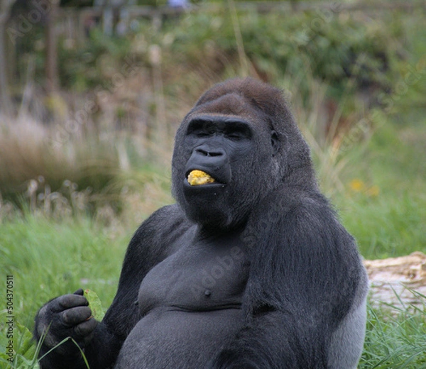 Obraz Eating Gorilla