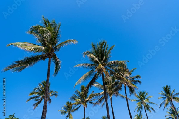 Fototapeta summer vacation with palm trees on blue sky background, low angle