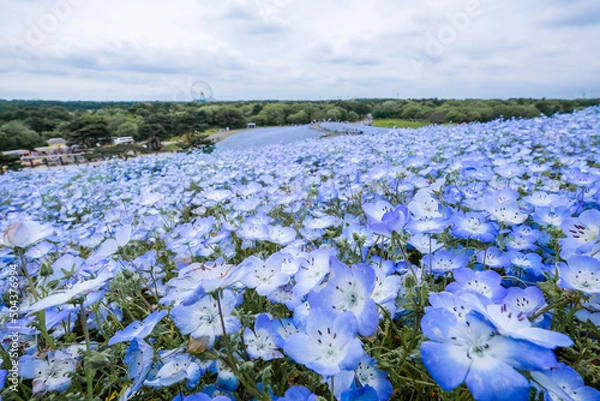 Obraz 茨城県ひたちなか市のネモフィラ畑