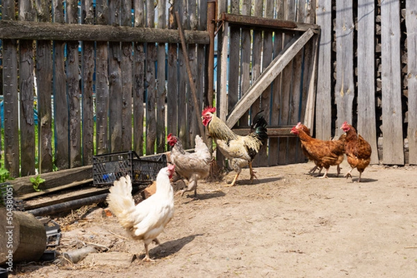 Fototapeta Rooster with hens in the poultry yard in the village.