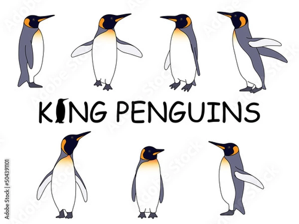 Fototapeta リアルなキングペンギンのイラストセット