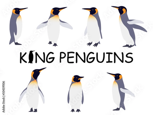 Fototapeta リアルなキングペンギンのイラストセット