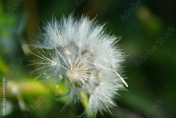 Obraz dandelion seed head