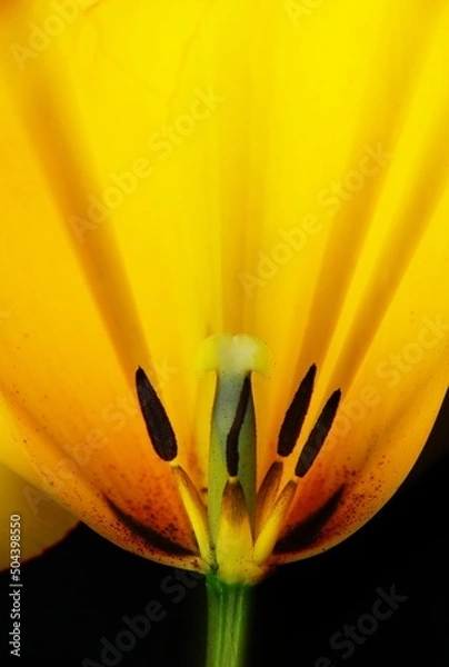 Obraz pestle foliage