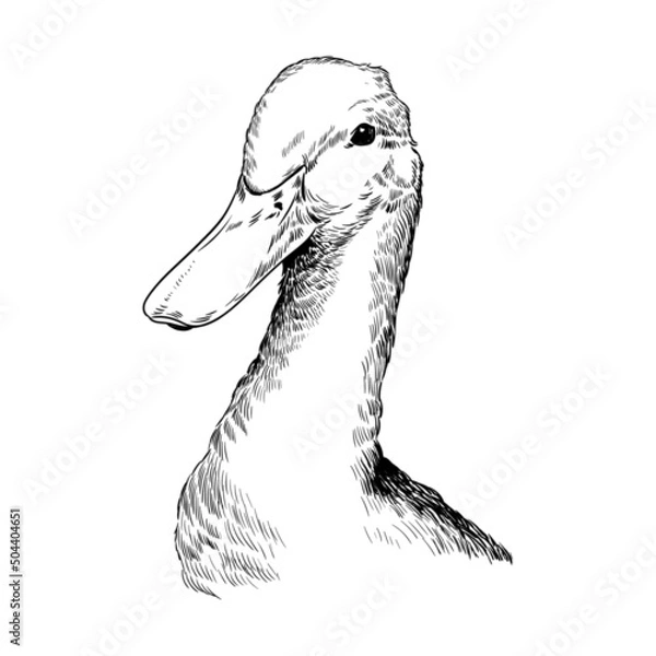 Fototapeta illustration black and white line graphics bird duck