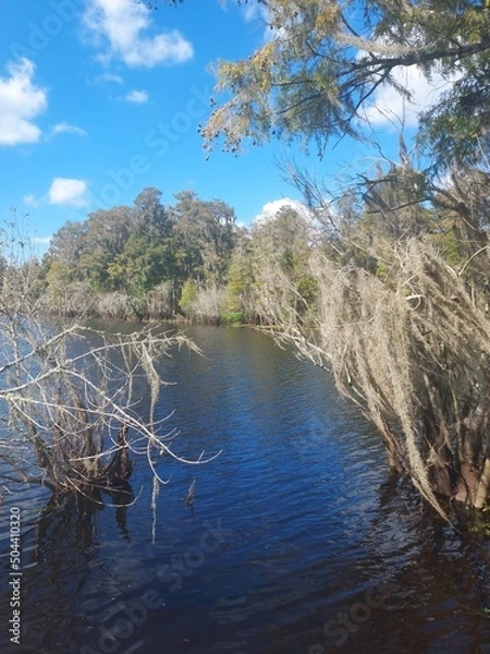Obraz tree in the water
