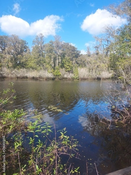 Obraz lake in the forest