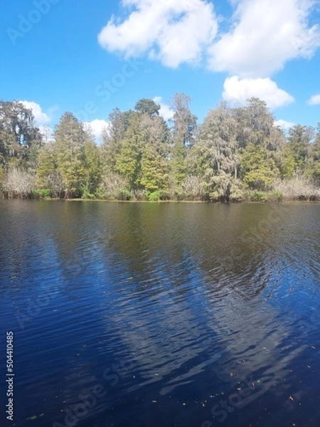 Obraz lake in the forest