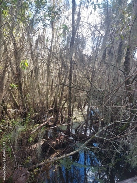 Obraz hiking in the woods