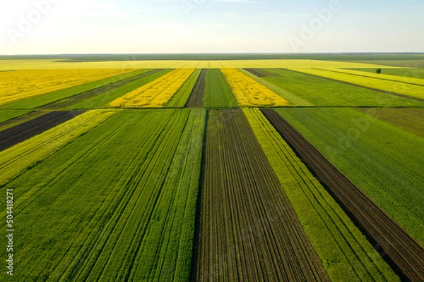 Fototapeta Aerial view with the  landscape geometry texture of a lot of agriculture fields with different plants like rapeseed in blooming season and green wheat. Farming and agriculture industry.